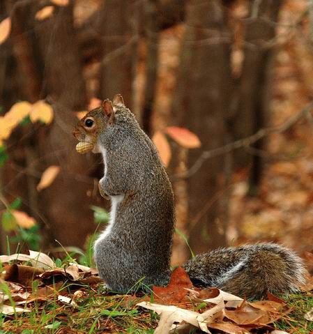 Squirrels Ahoy