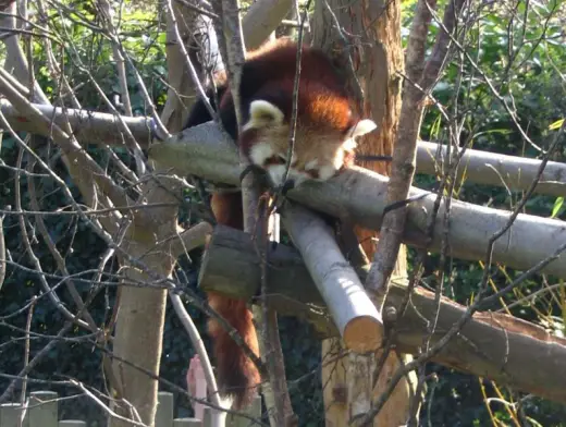 Red Panda