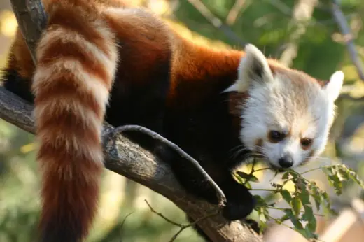 Red Panda