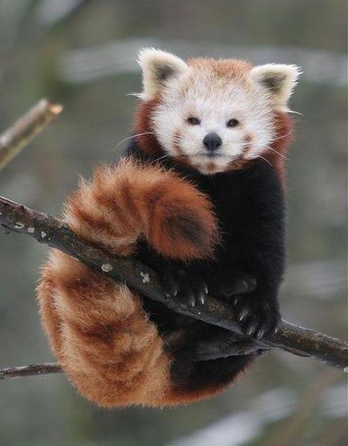 Red Panda