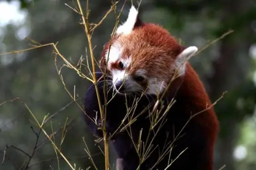 Red Panda