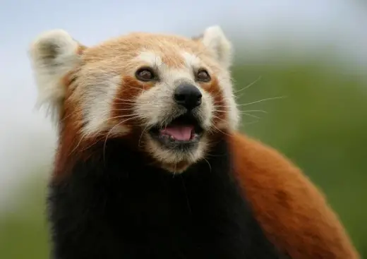 Red Panda