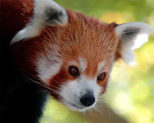 Red Panda