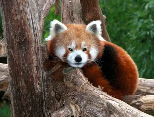 Red Panda