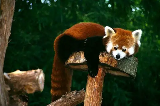 Red Panda