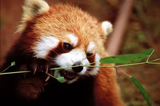 Red Panda