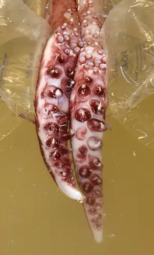 Colossal Squid