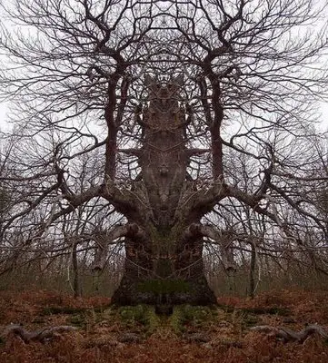 Gallery of Monster Trees