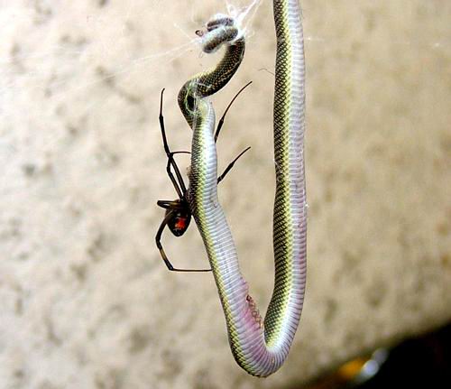Black Widow Versus Snake