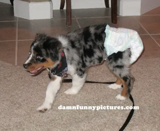 Diaper Doggy