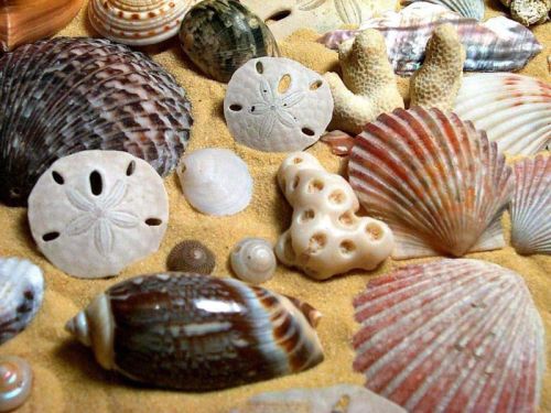 She Sells Sea Shells