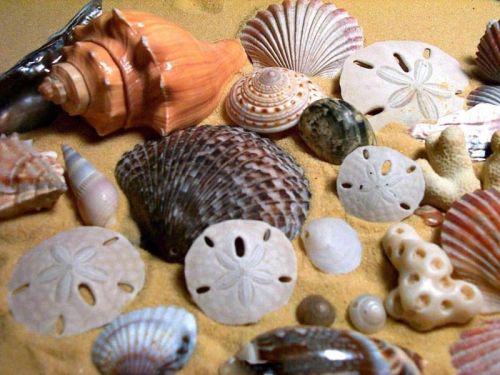 She Sells Sea Shells