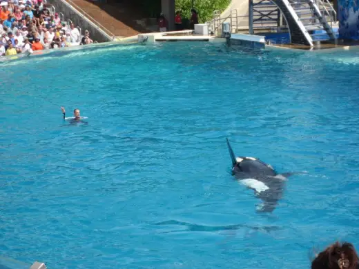 Sea World Revisited