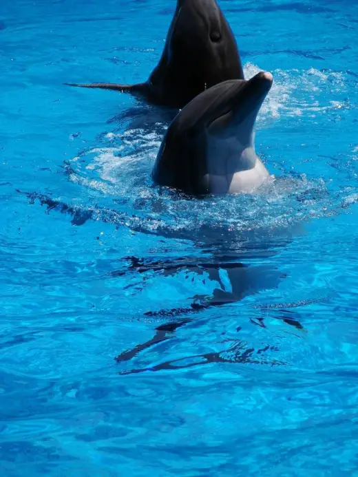 Sea World Revisited