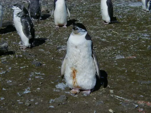 Funny Pictures of Penguin Poos