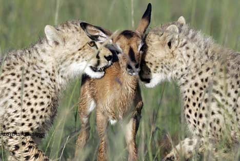 Cheetahs Eat Fawn