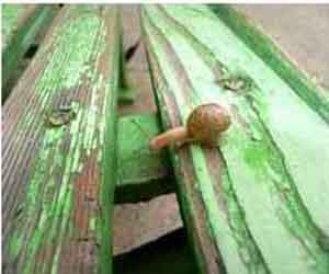 Go Snail Go