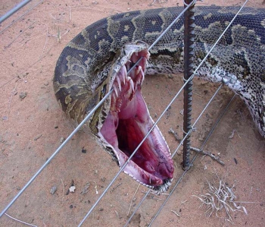 Snake Attack