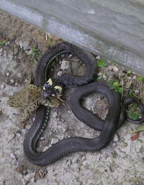 Snake Snack