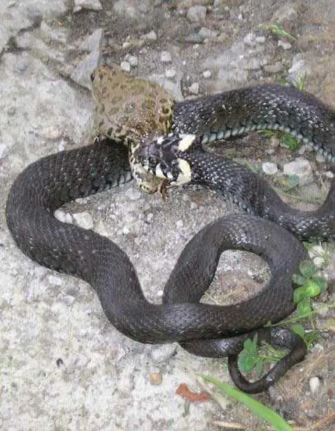 Snake Snack