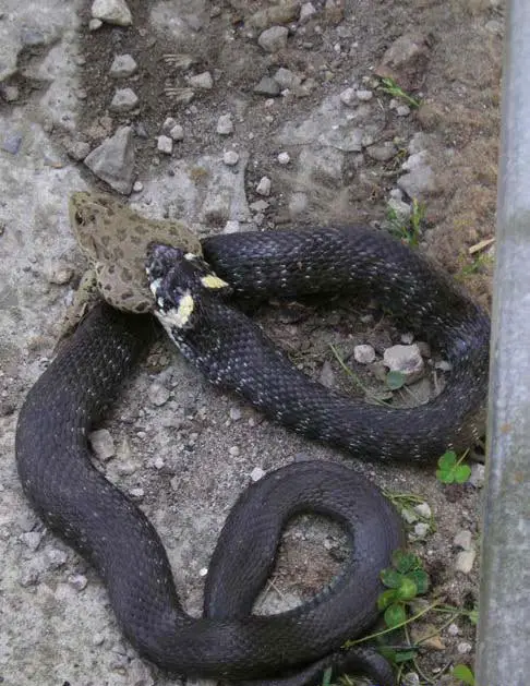 Snake Snack