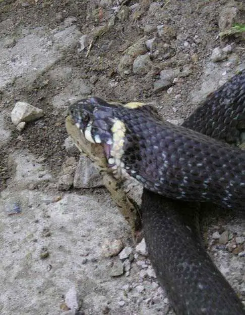 Snake Snack