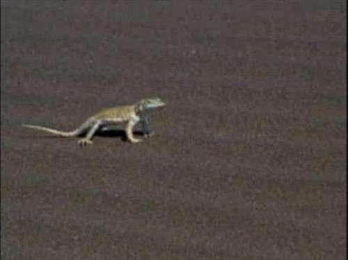 Snake VS Lizard