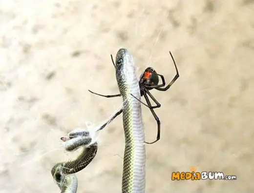 Spider vs Snake