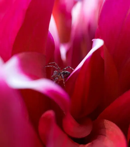 Close Up Spiders