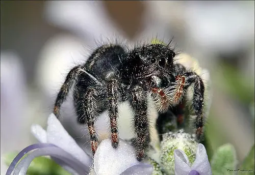 Close Up Spiders