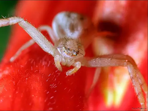 Close Up Spiders