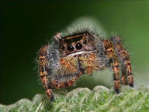 Close Up Spiders