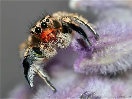 Close Up Spiders