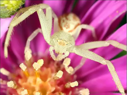 Close Up Spiders