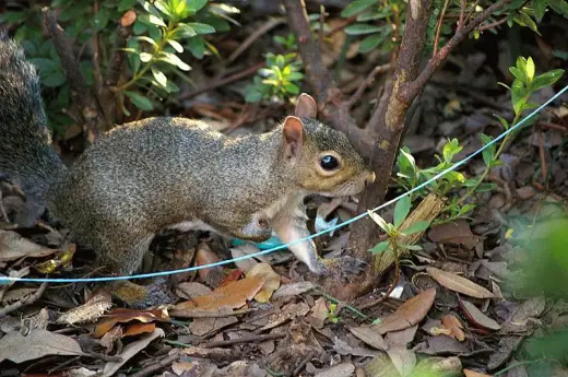 Squirrels