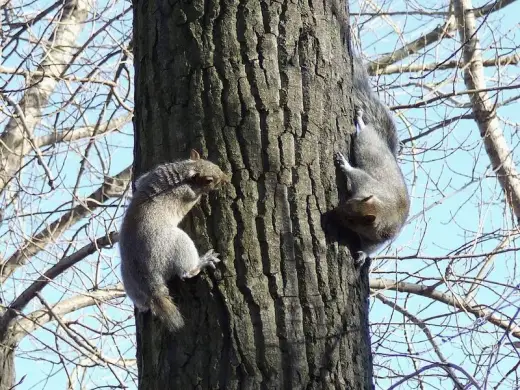 Squirrels