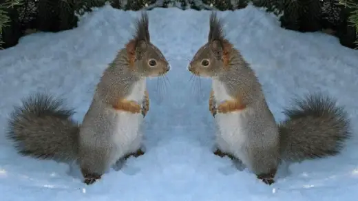 Squirrels