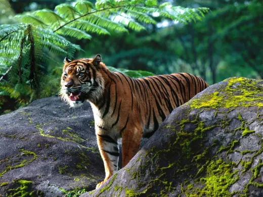 Tigers HD Desktops