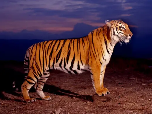 Tigers HD Desktops