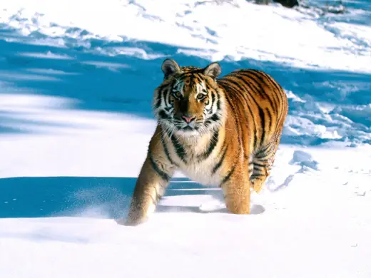 Tigers HD Desktops