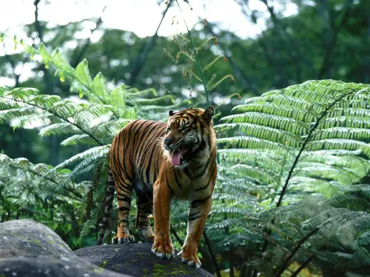 Tigers HD Desktops