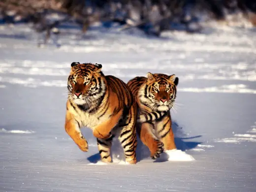 Tigers HD Desktops