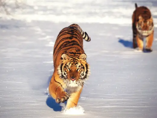 Tigers HD Desktops