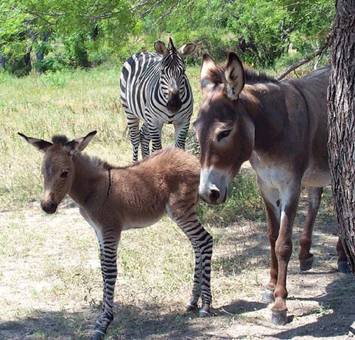 Donkey or Zebra