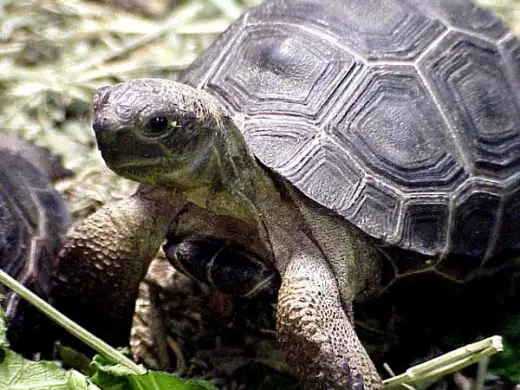 Tortoise