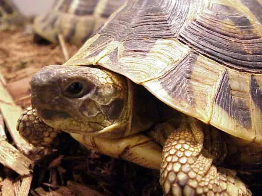 Tortoise