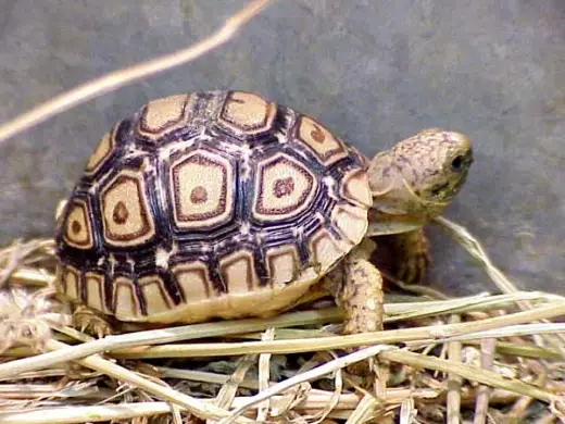 Tortoise