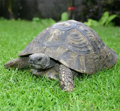 Tortoise