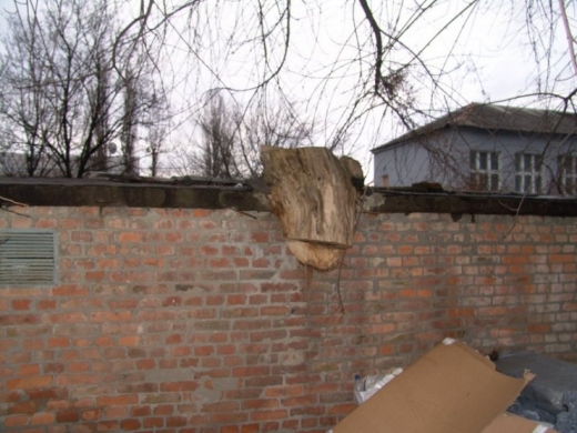 Tree vs Wall