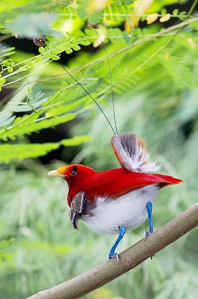 Tropical Birds